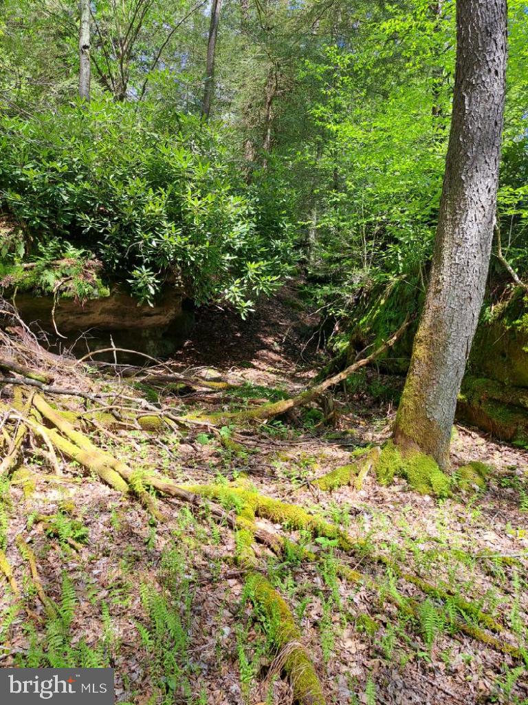 BLACK BEAR FOREST - Land