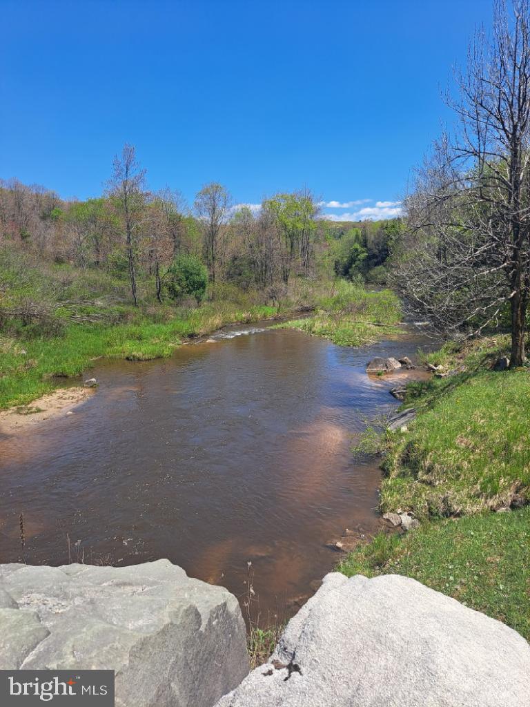 BLACK BEAR FOREST - Land