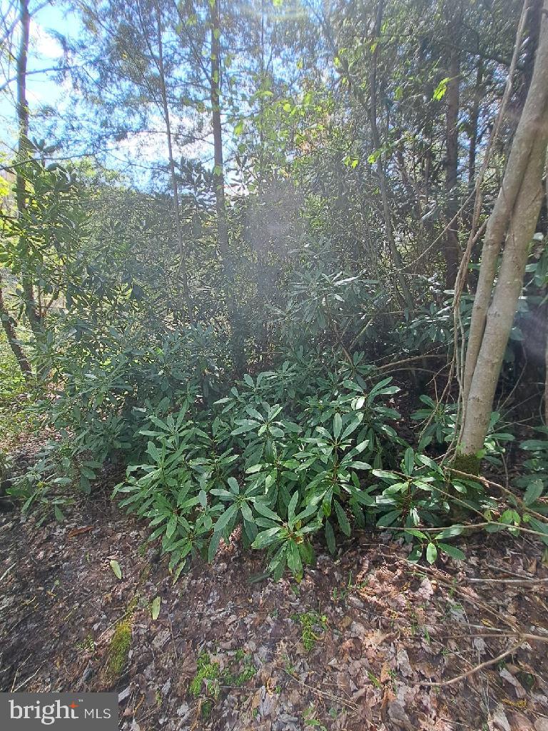 BLACK BEAR FOREST - Land