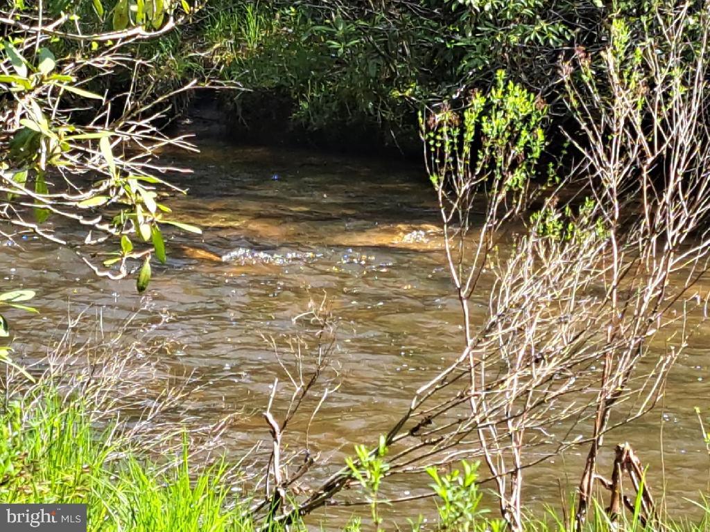 BLACK BEAR FOREST - Land