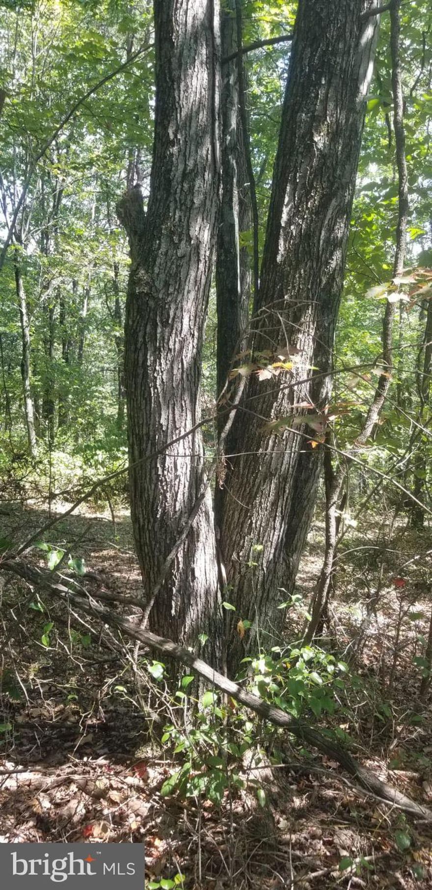 Here's your chance to own your own piece of Almost Heaven West Virginia! Great 2.23 acre building lot, 1 mile off of hard capped road. Wooded & Private. Some mature timber. Additional lots available.
