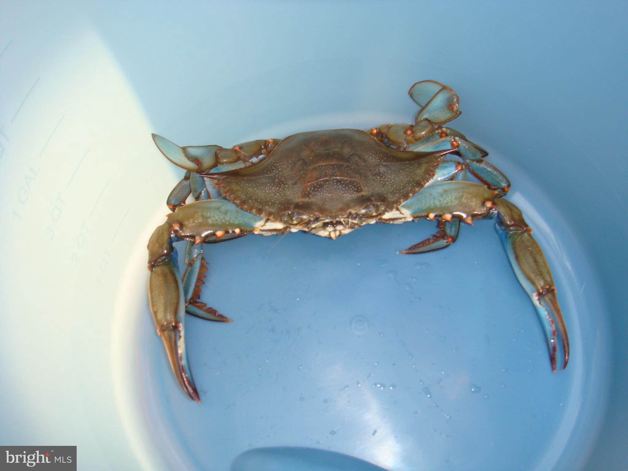 ROSE HAVEN - Residential