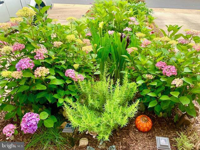 BELMONT STATION - Residential