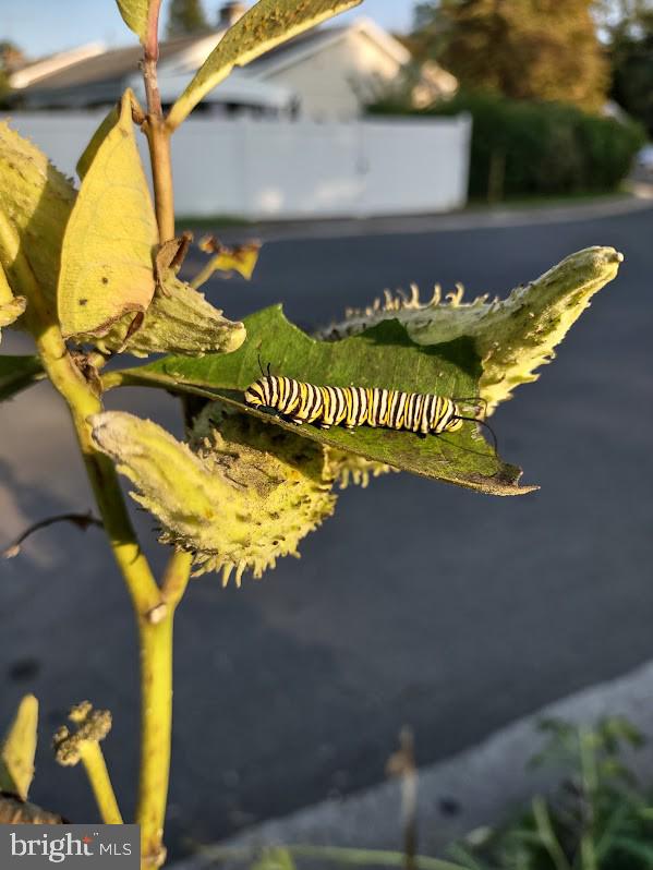 MARLOW - Residential