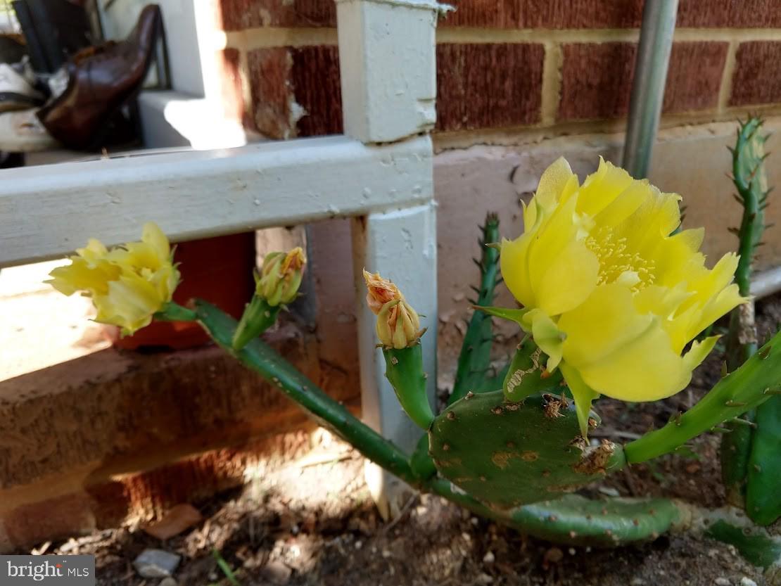 MARLOW - Residential