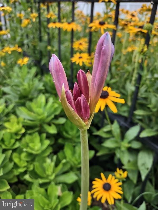 MARLOW - Residential