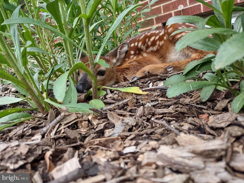 MARLOW - Residential