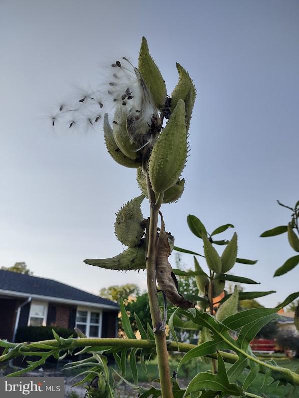 MARLOW - Residential