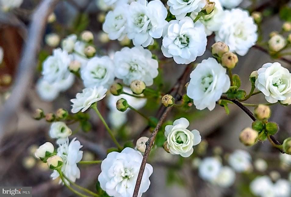 MARLOW - Residential