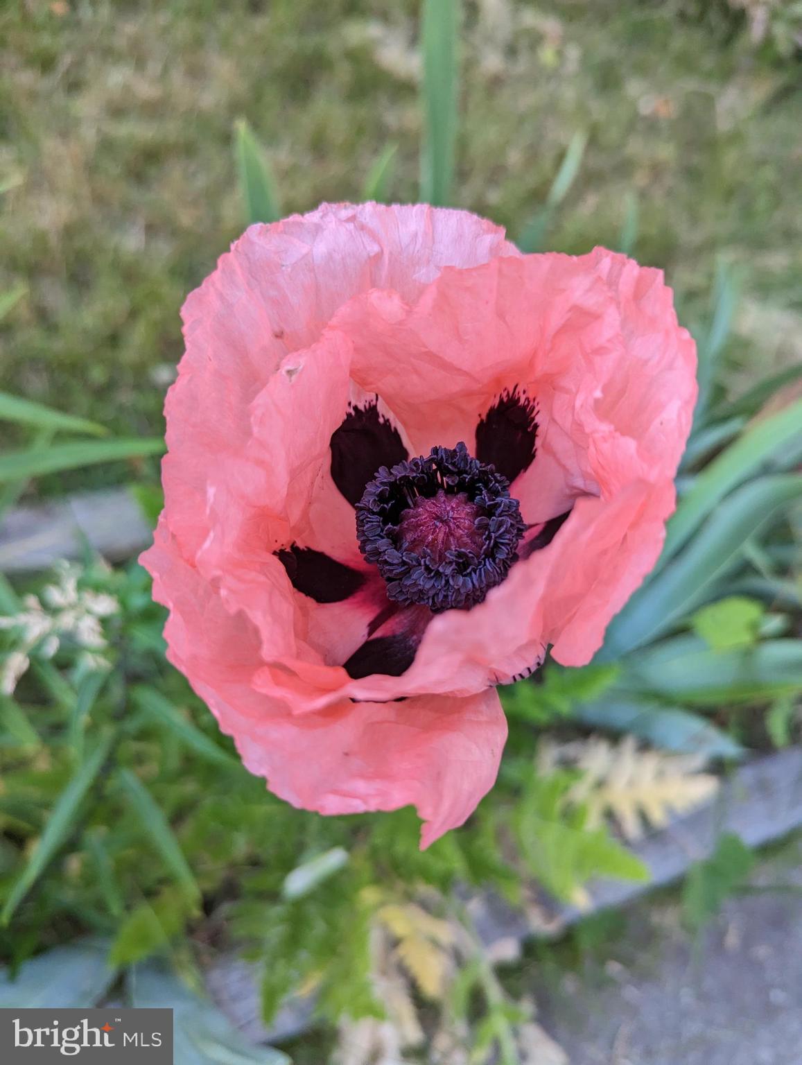 HAMILTON HEIGHTS - Residential