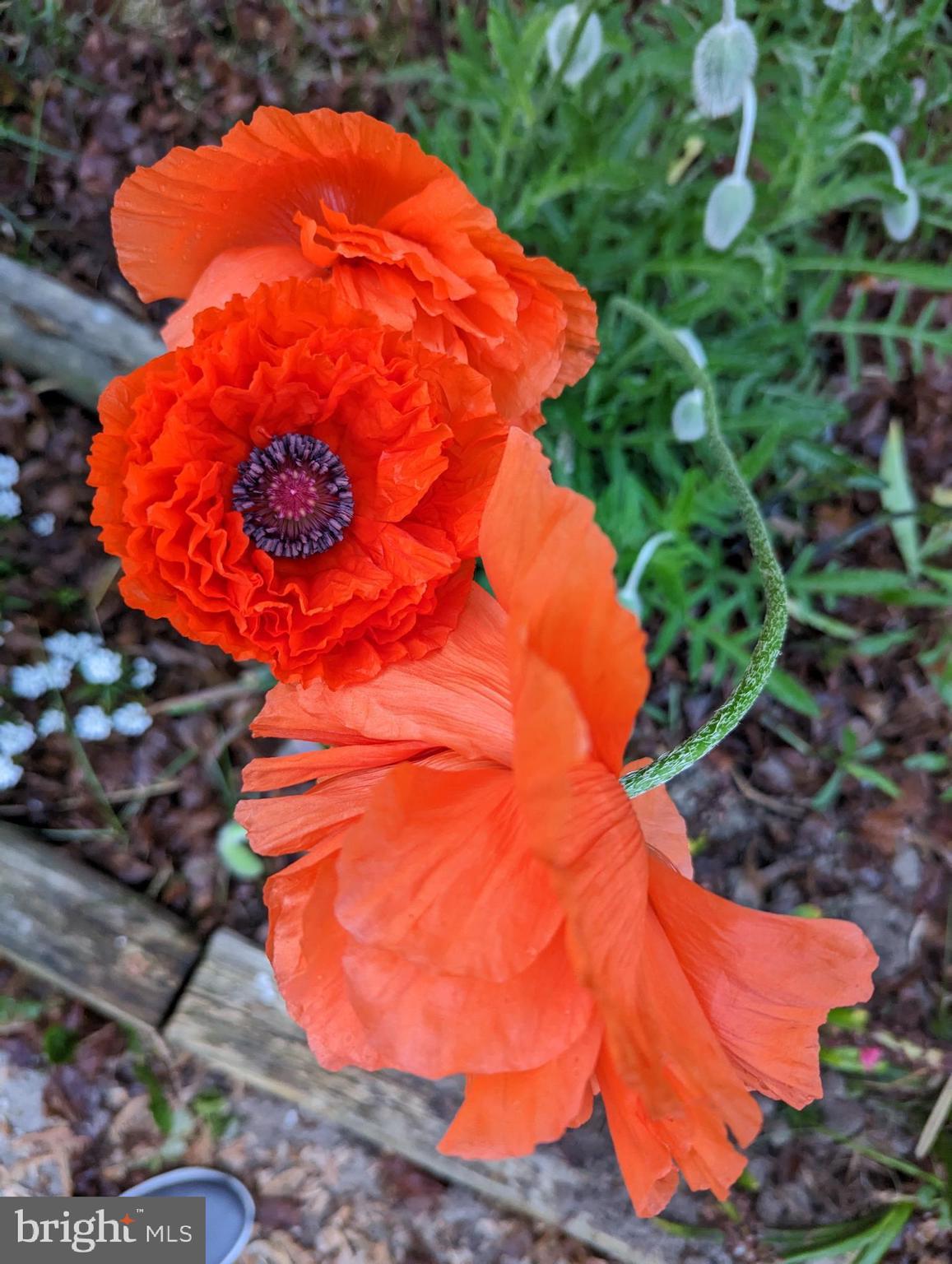 HAMILTON HEIGHTS - Residential