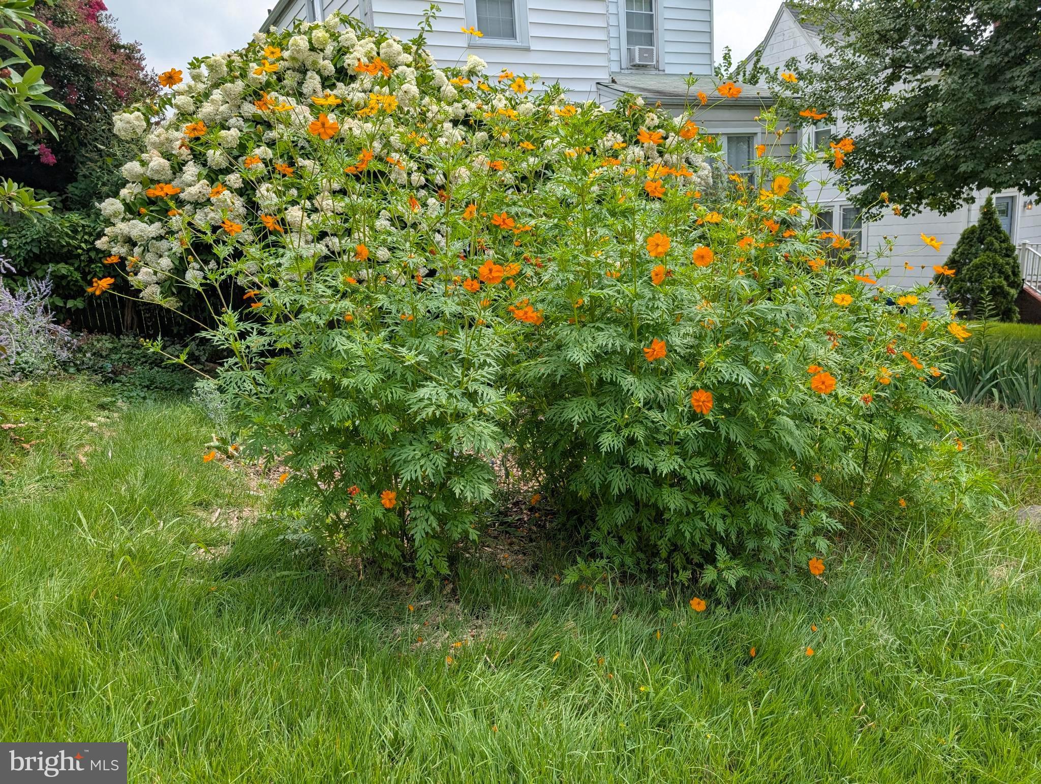 HAMILTON HEIGHTS - Residential