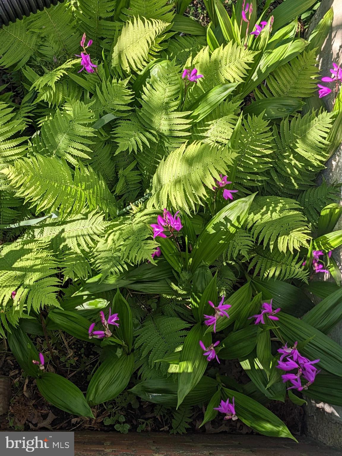 HAMILTON HEIGHTS - Residential