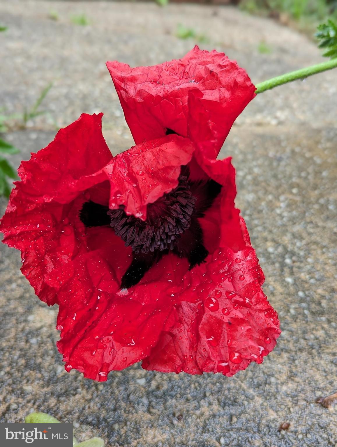 HAMILTON HEIGHTS - Residential