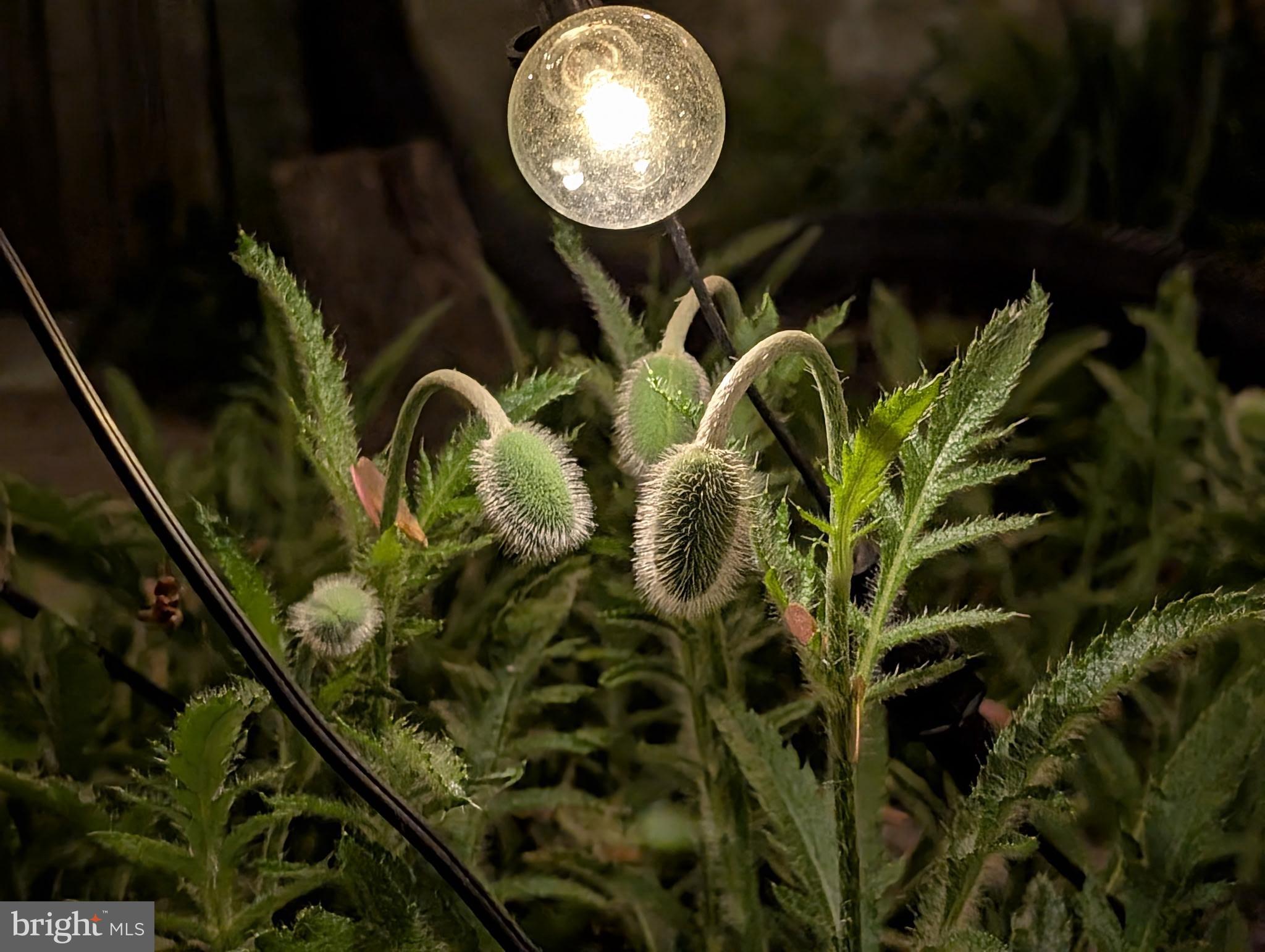 HAMILTON HEIGHTS - Residential