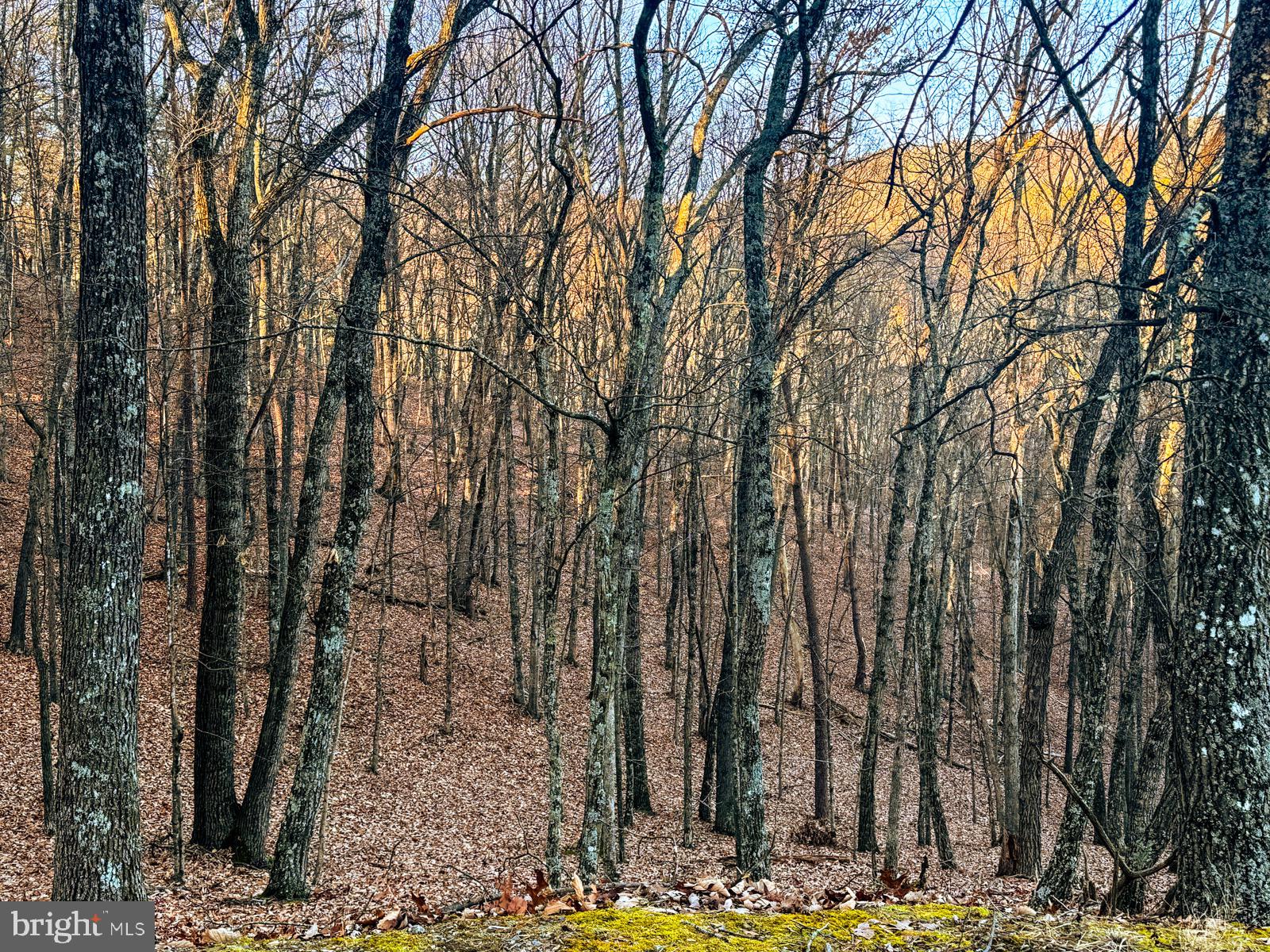 MOUNTAIN COVE - Land