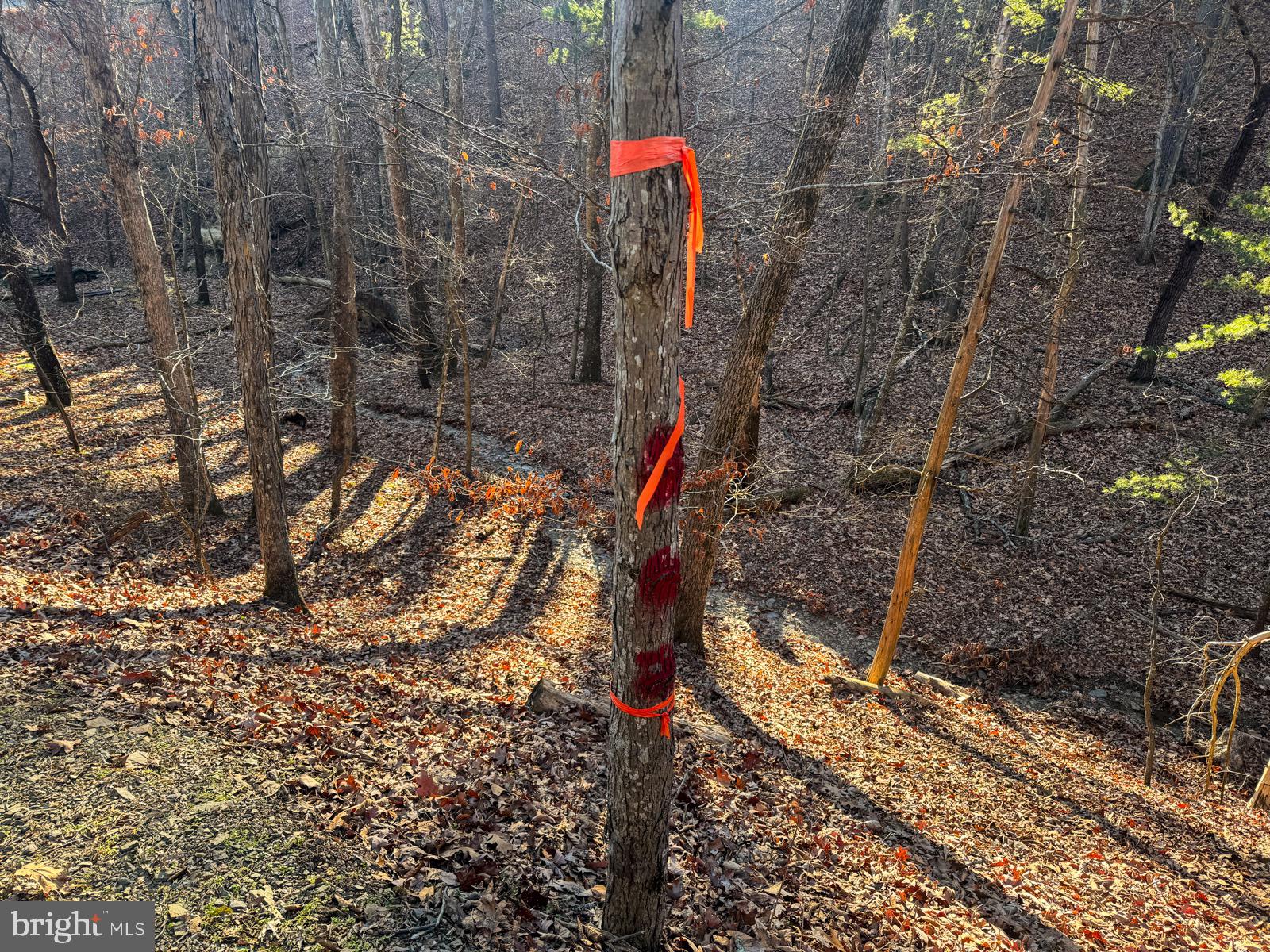 MOUNTAIN COVE - Land