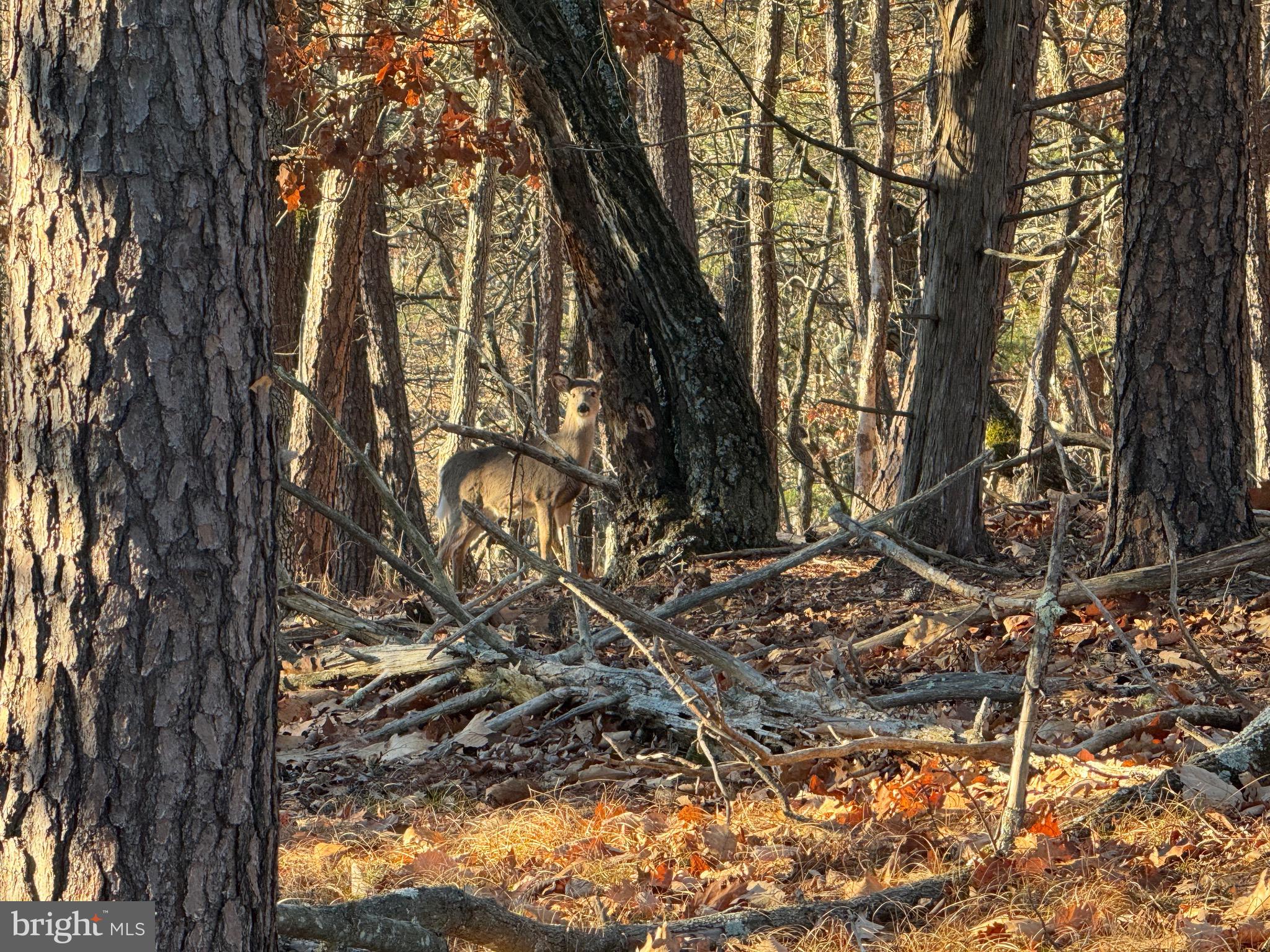 MOUNTAIN COVE - Land