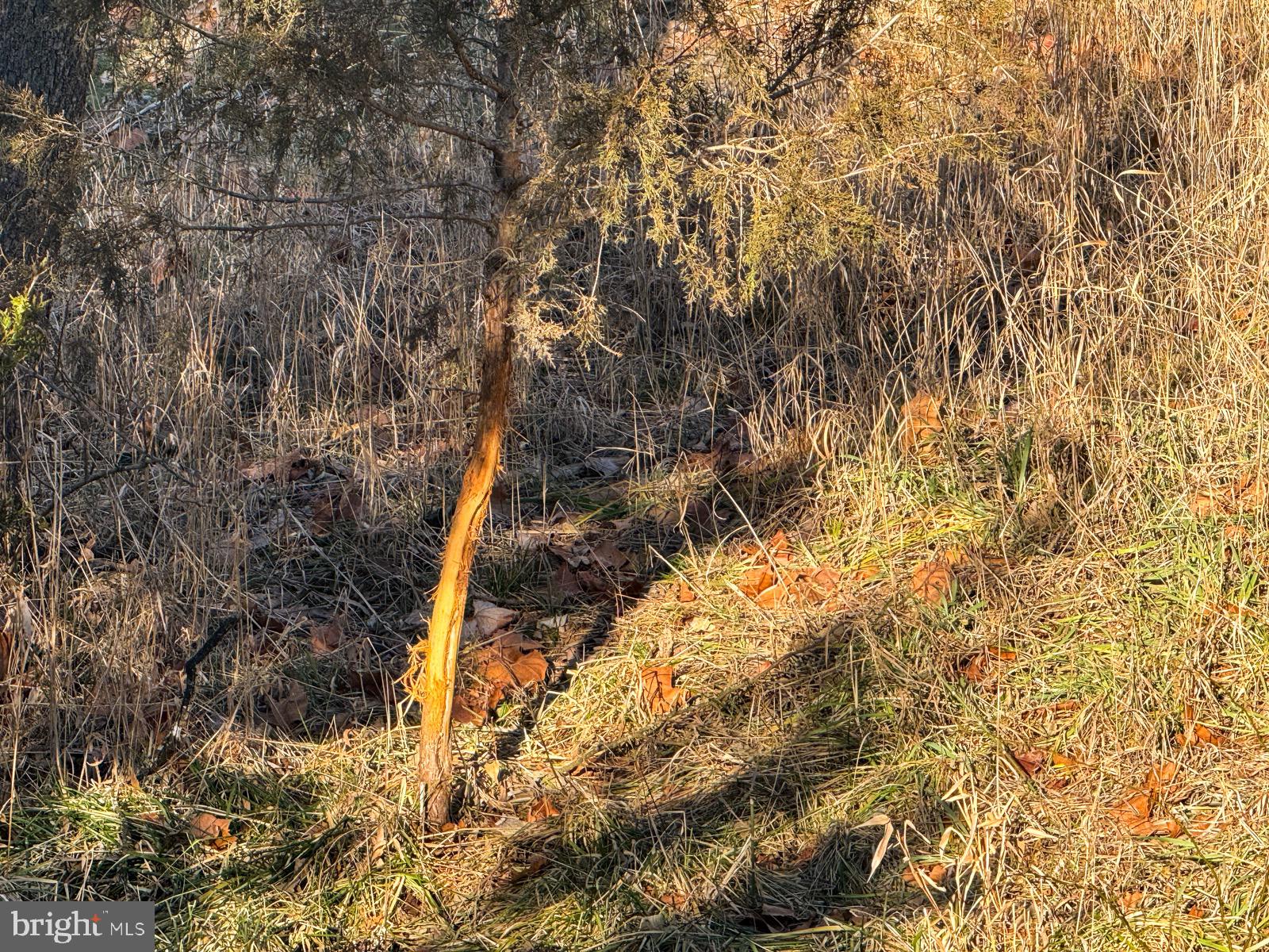 MOUNTAIN COVE - Land