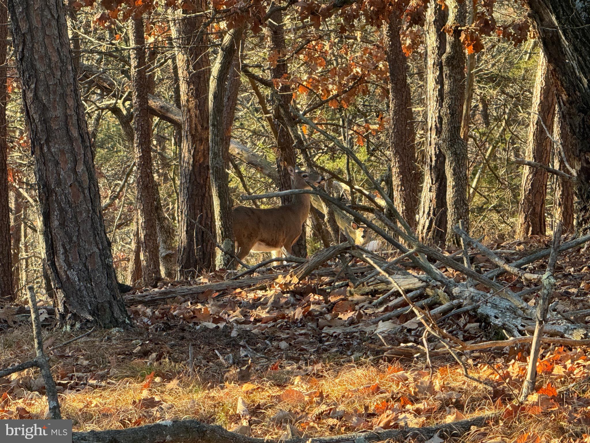 MOUNTAIN COVE - Land