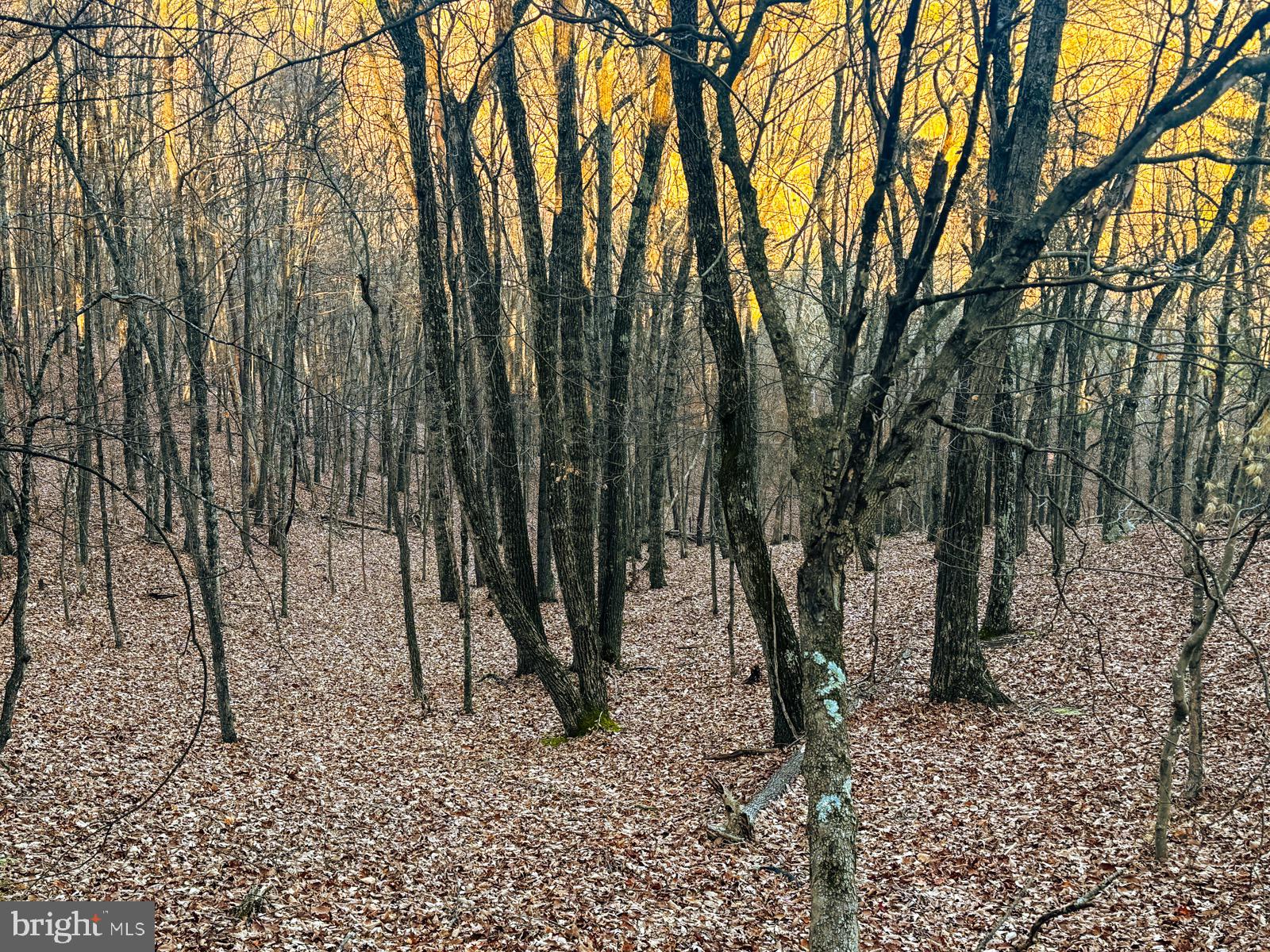 MOUNTAIN COVE - Land