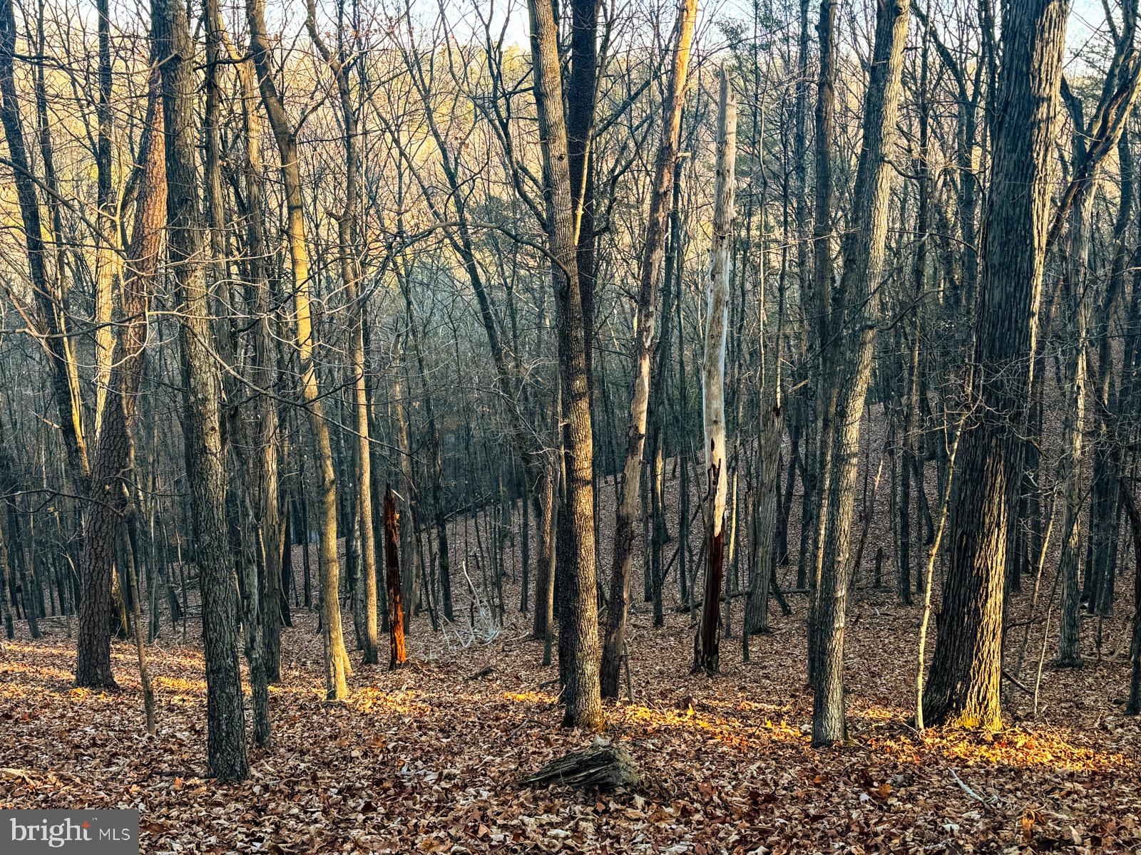 MOUNTAIN COVE - Land