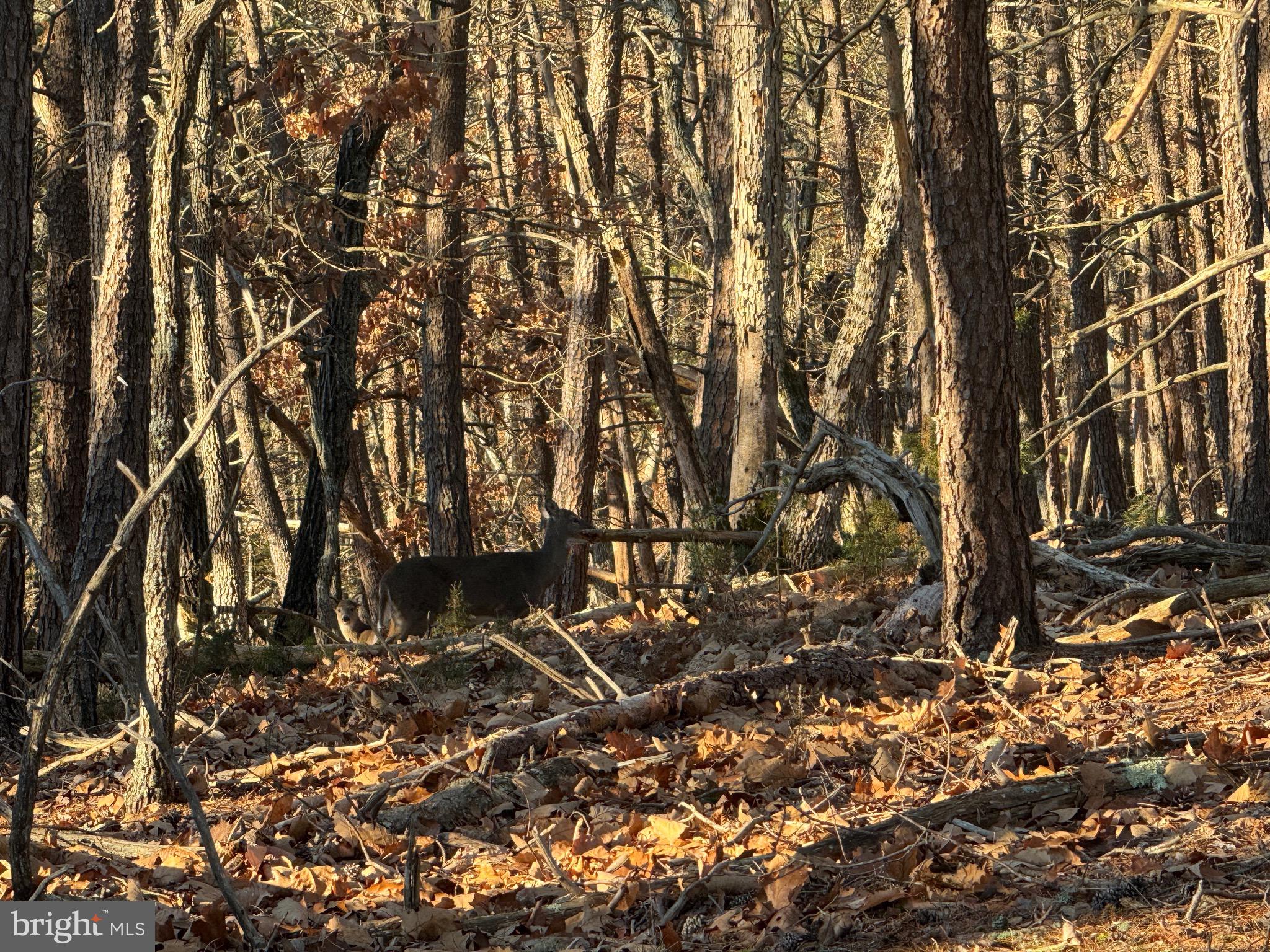 MOUNTAIN COVE - Land