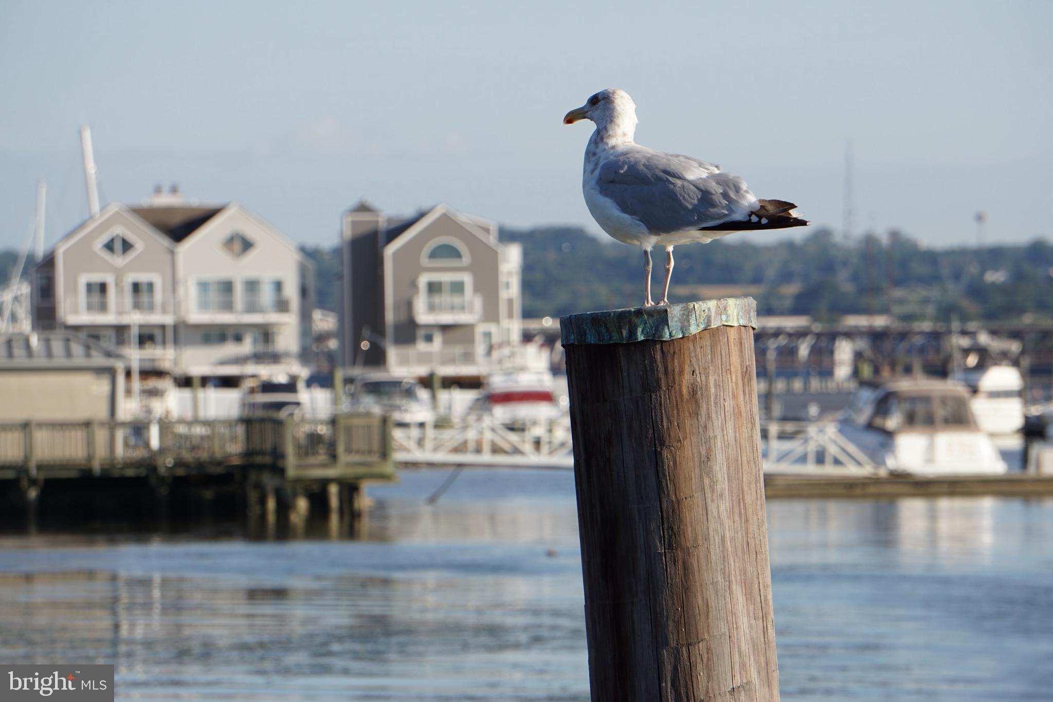 CANVASBACK COVE - Residential