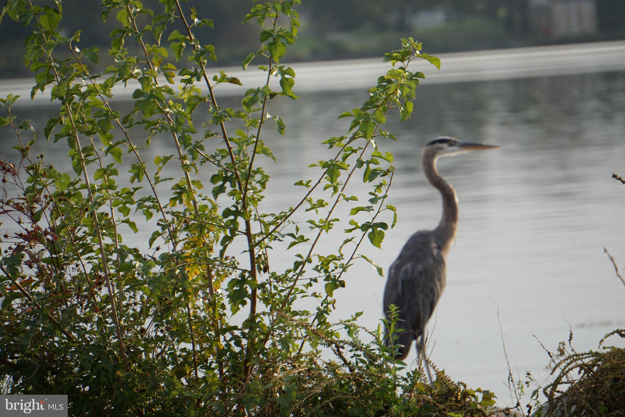 CANVASBACK COVE - Residential