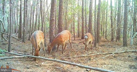 2575 TODDVILLE ROAD TODDVILLE MD 21672