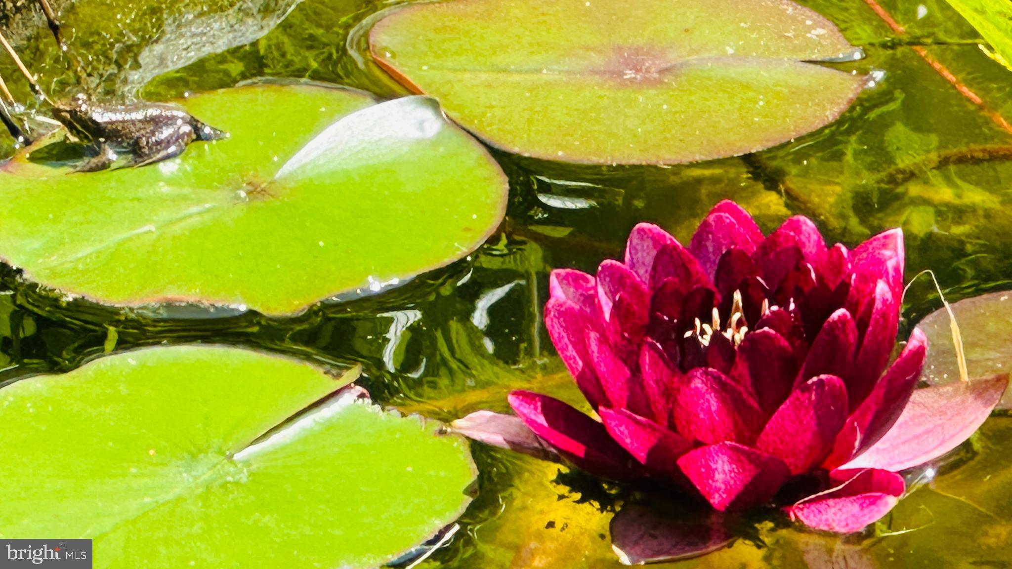 WYNNEWOOD - Residential