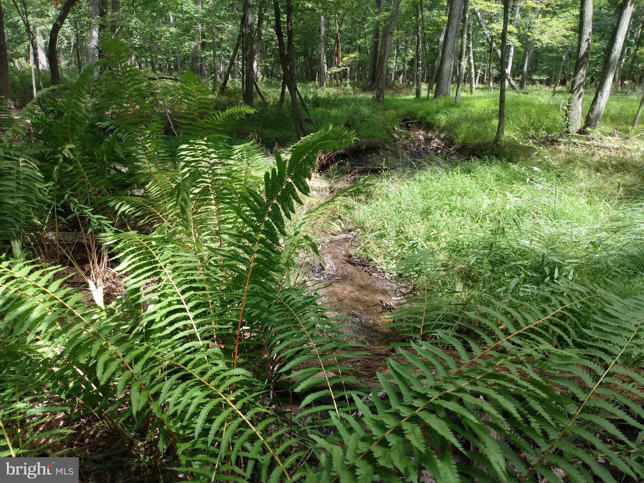 CACAPON HIGHLANDS - Land