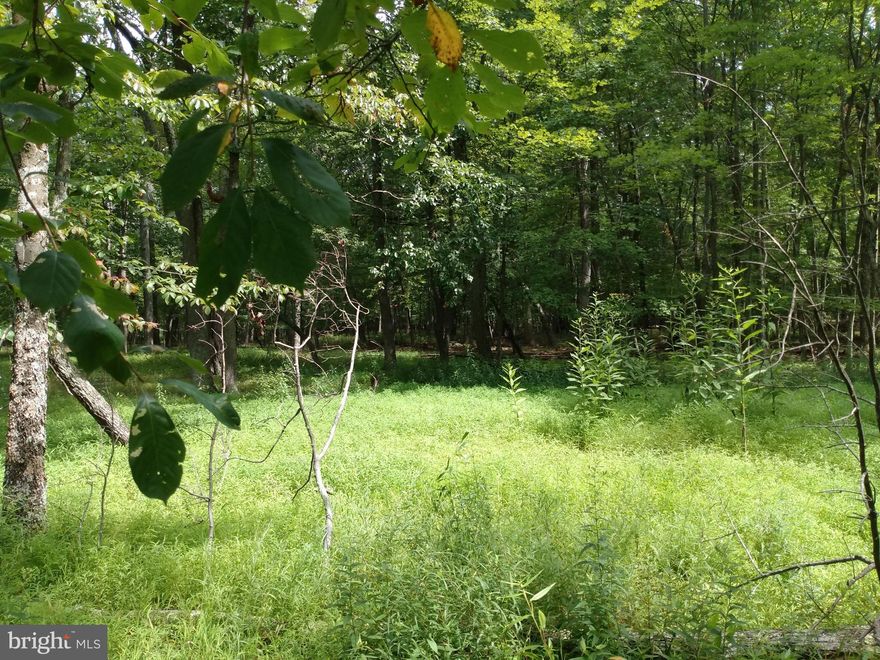 5 Acres of level wooded land, containing the sandy head waters of Rockford Run this is truly a rare find. With a convenient location near the small county hard top road this would make the prefect spot for your weekend get-a-way or a full term residence.  Not far from the Potomac and Cacapon Rivers, also the Sideling Mt WMA is just moments away. Come out and take a look at this unique property.