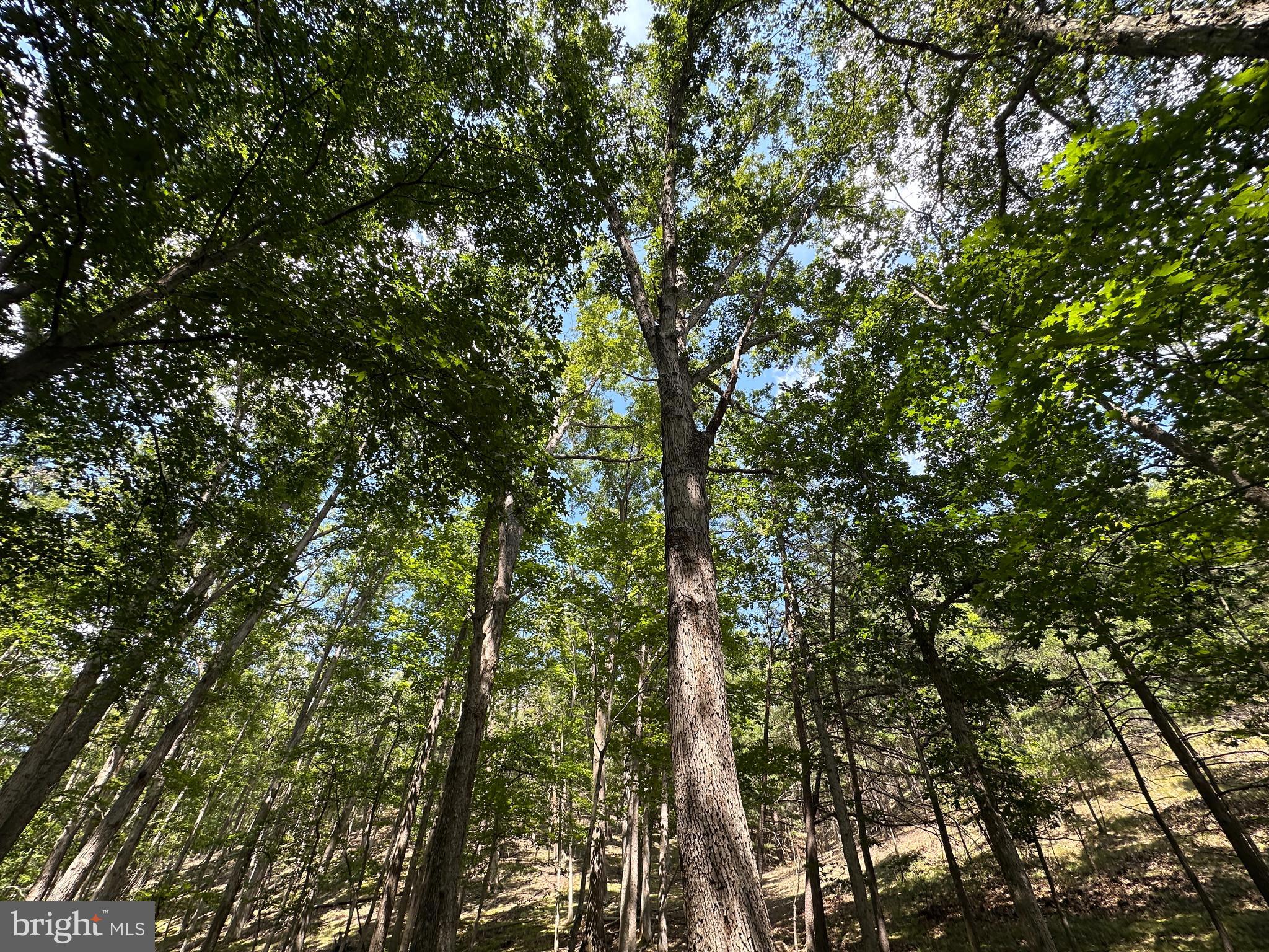 HAMILTON ESTATES - Land