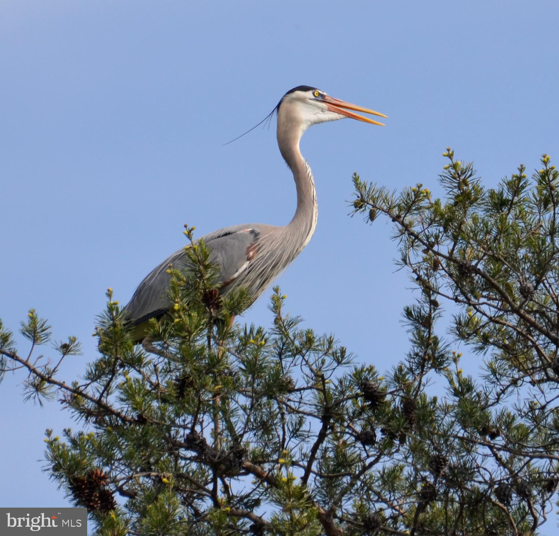 NEW DEALE BEACH - Residential