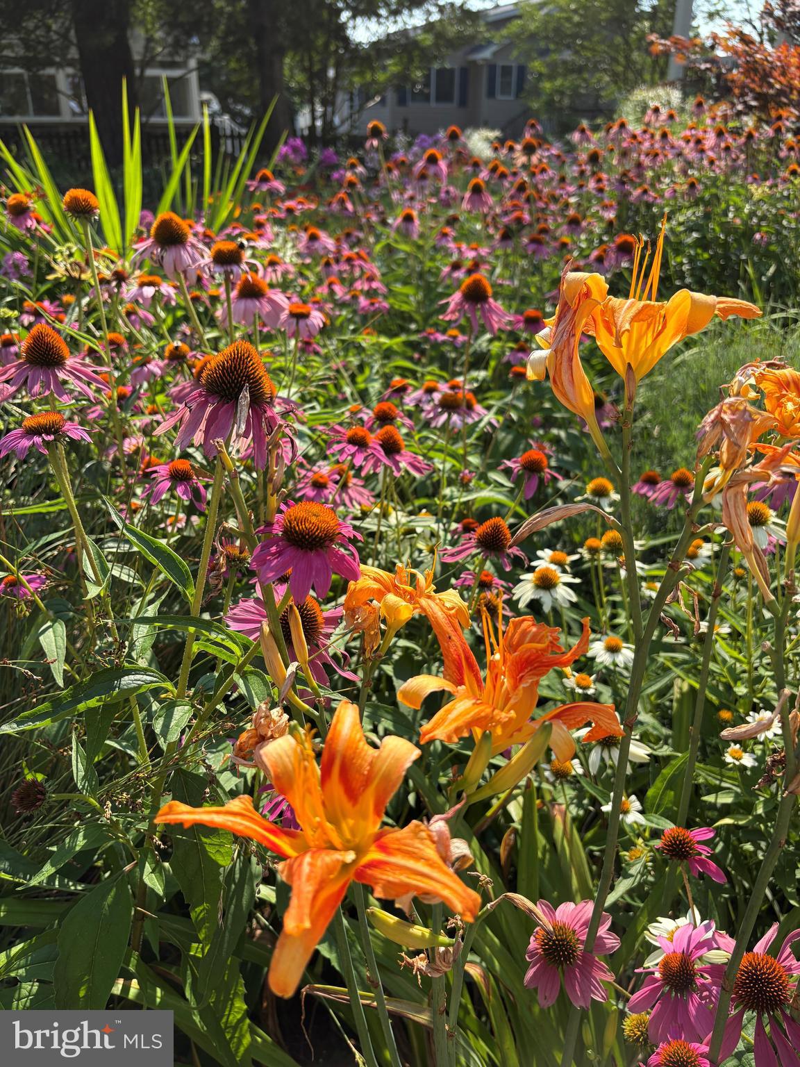 BEACH HAVEN - Residential