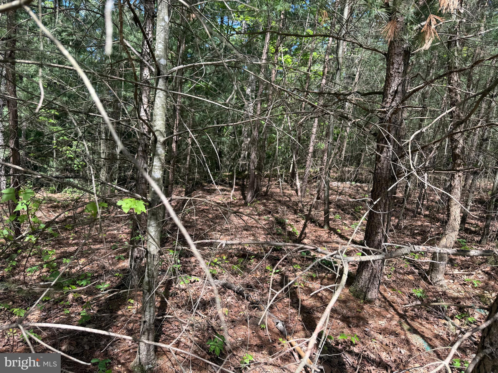 RIVER OAK - Land