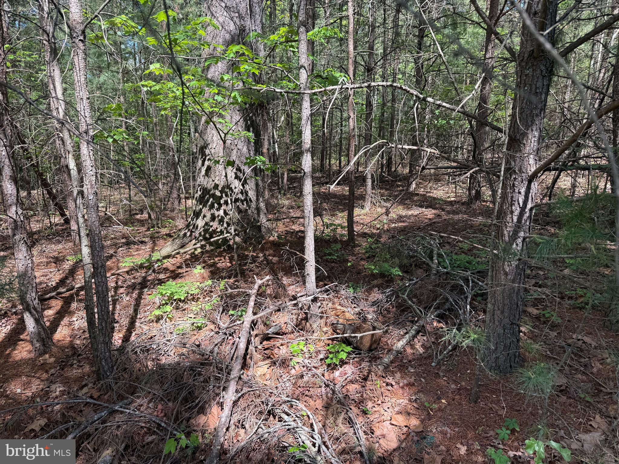RIVER OAK - Land