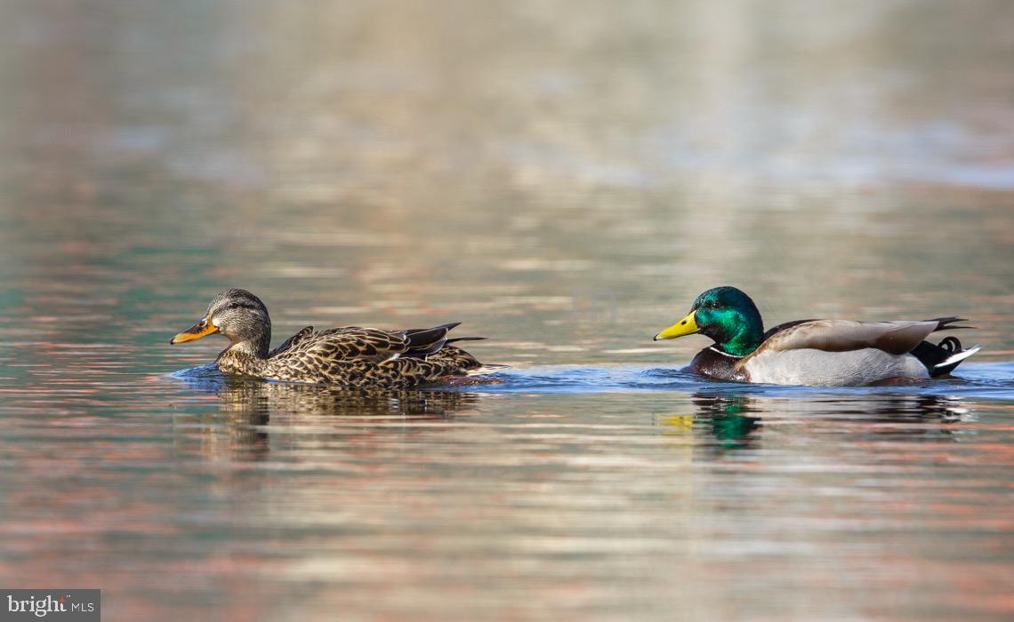 SHEN FARMS RIVERVIEW - Residential