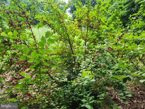 Tiny photo for 1512 Marlboro Road, STEPHENS CITY, VA 22655 (MLS # VAFV2041860)
