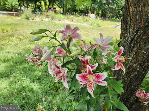 Tiny photo for 1512 Marlboro Road, STEPHENS CITY, VA 22655 (MLS # VAFV2041860)