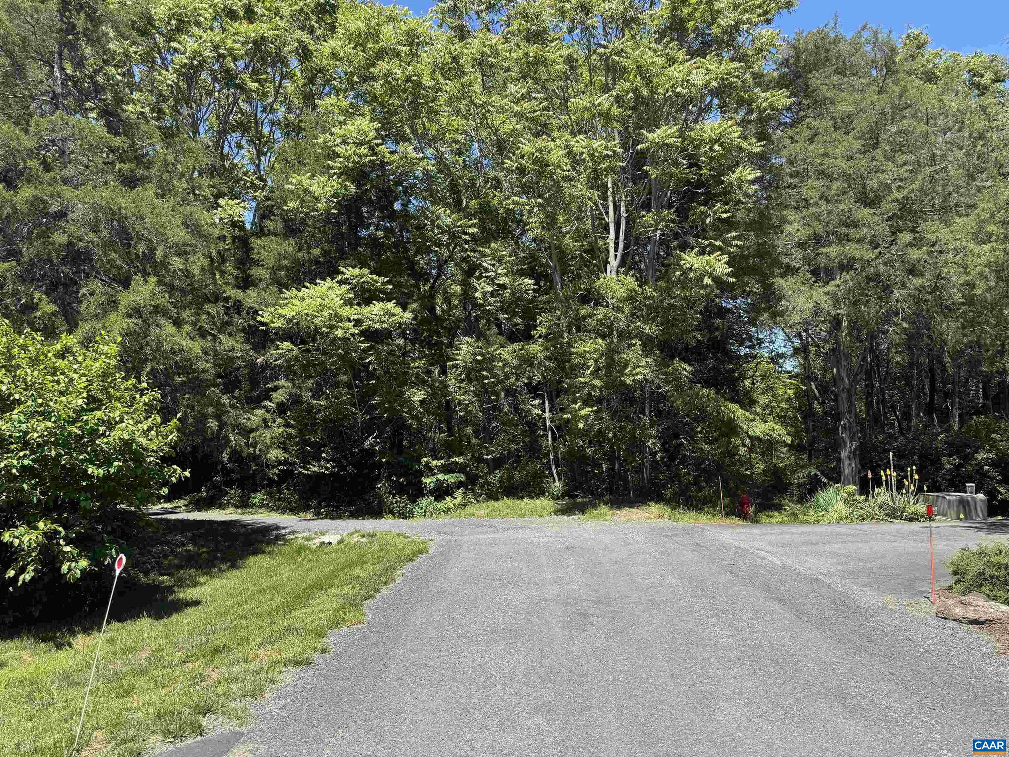 99 BLUE CHICKORY CT B10