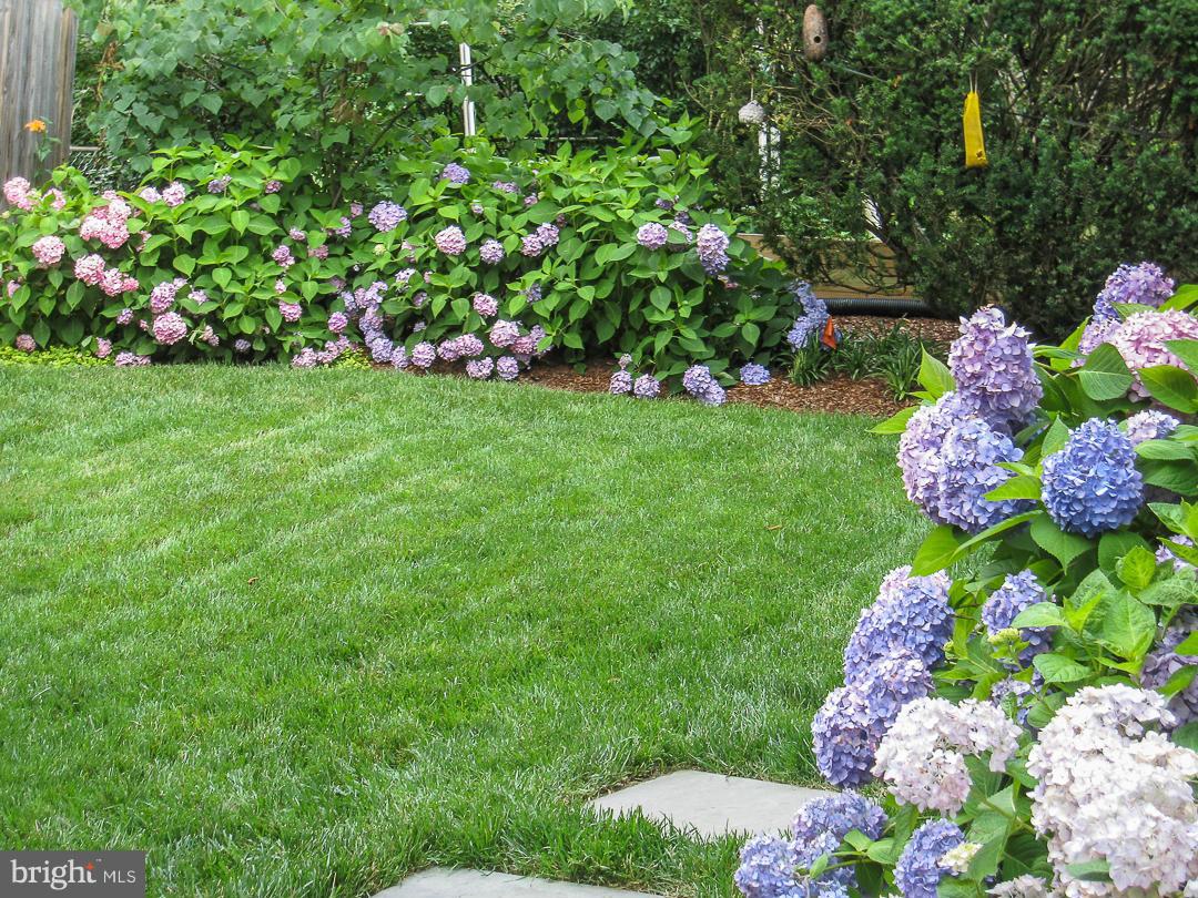 LACEY FOREST - Residential