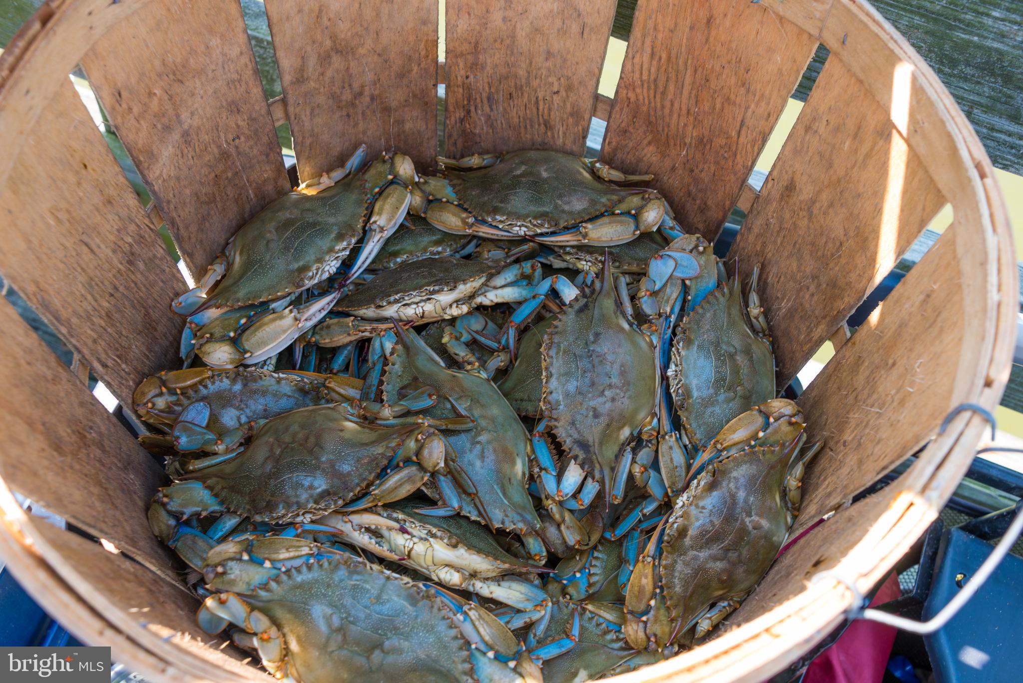 NORTH CHESAPEAKE BEACH - Residential