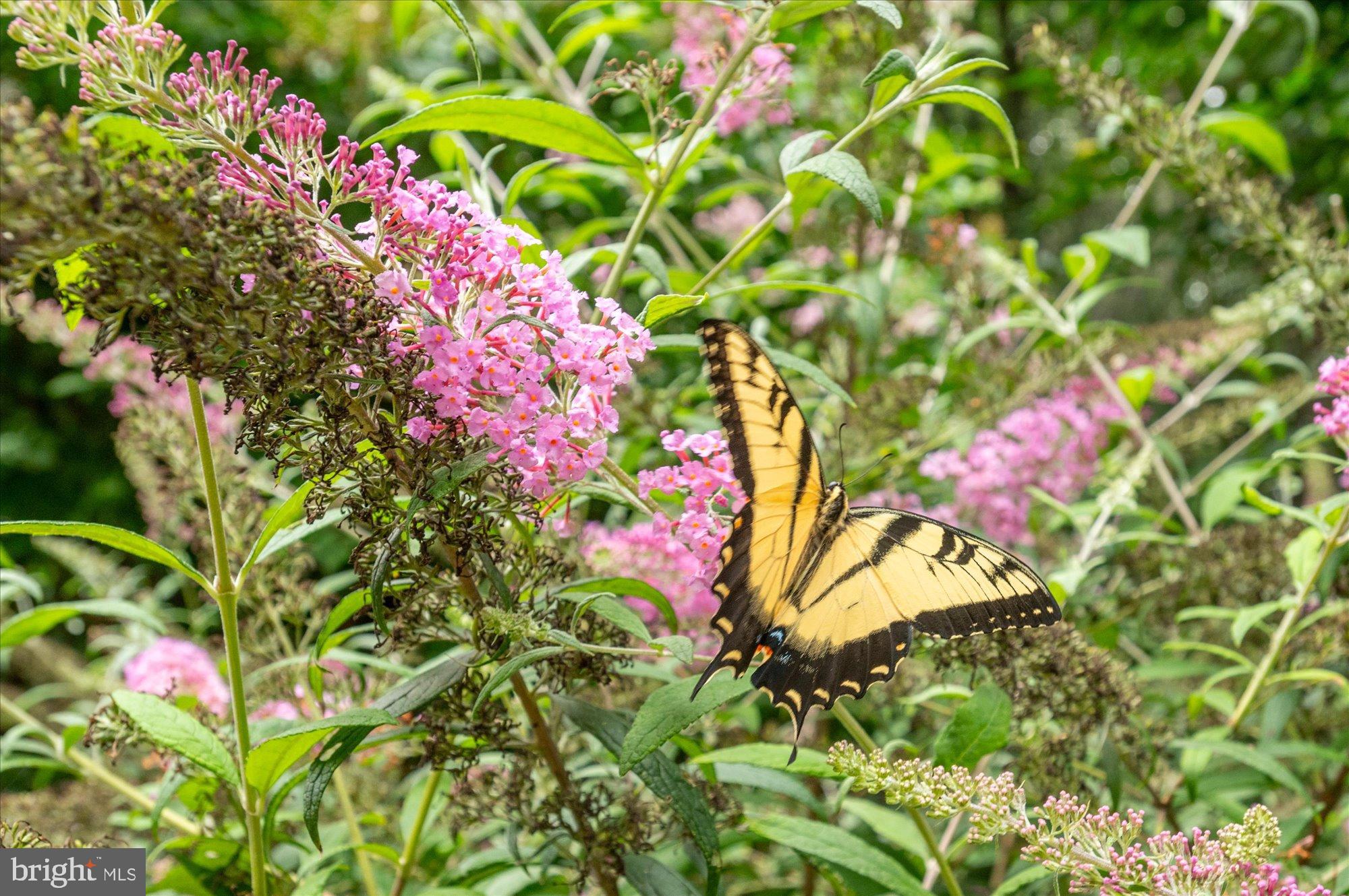 ESTATES AT LOWES ISLAND - Residential