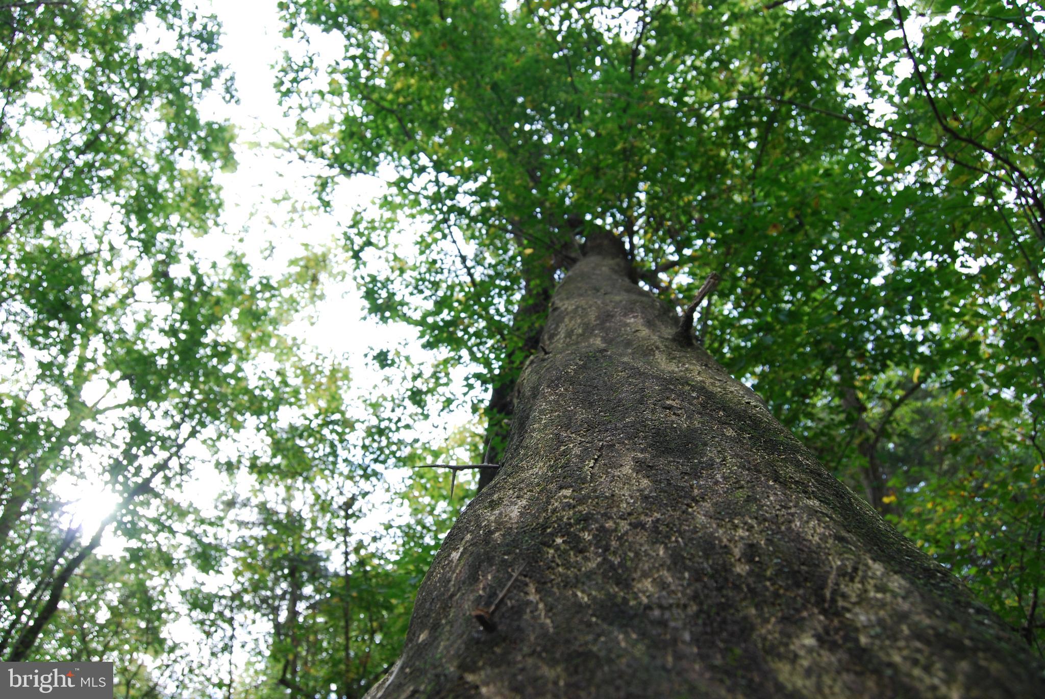 RUSSELL - Residential