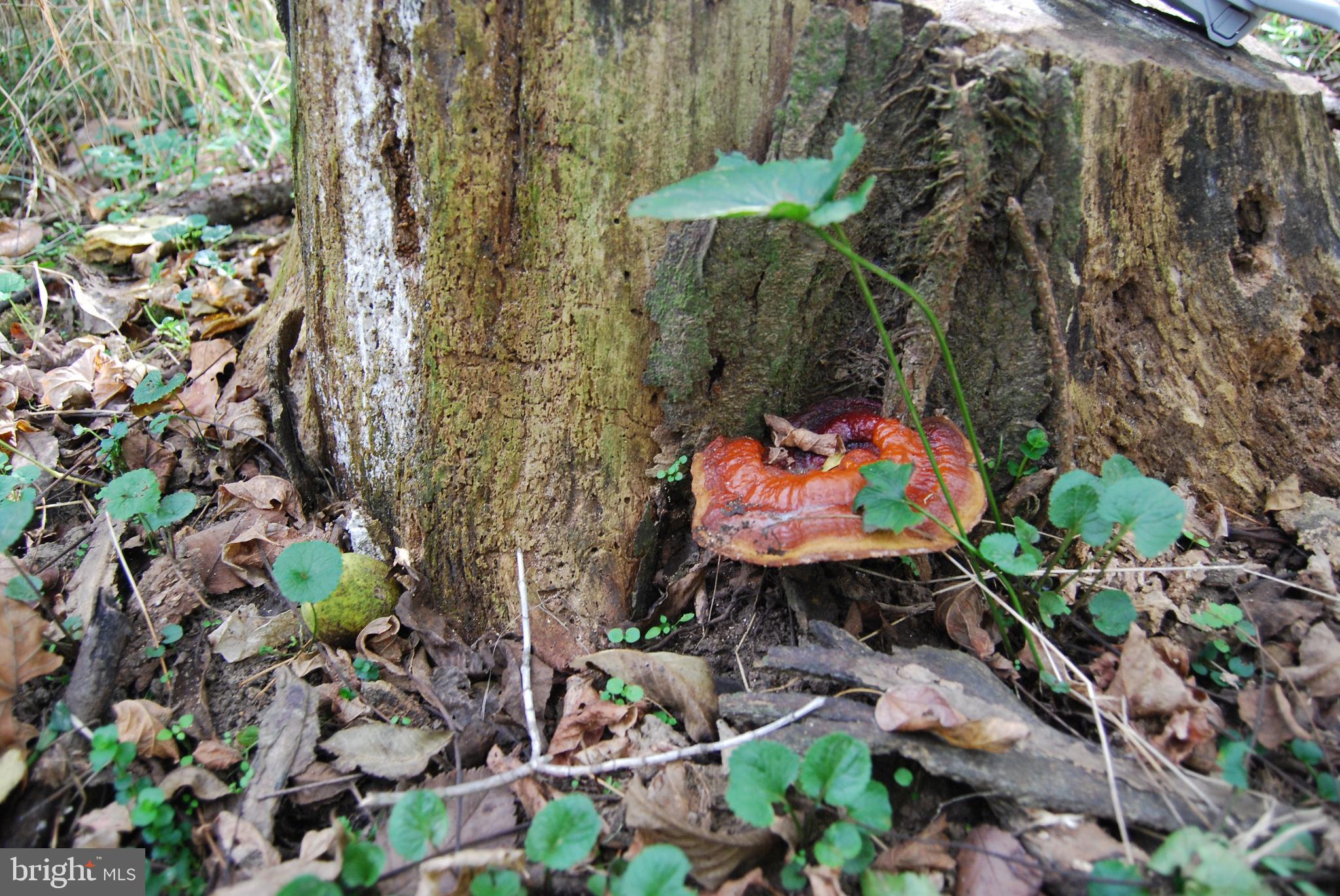 RUSSELL - Residential