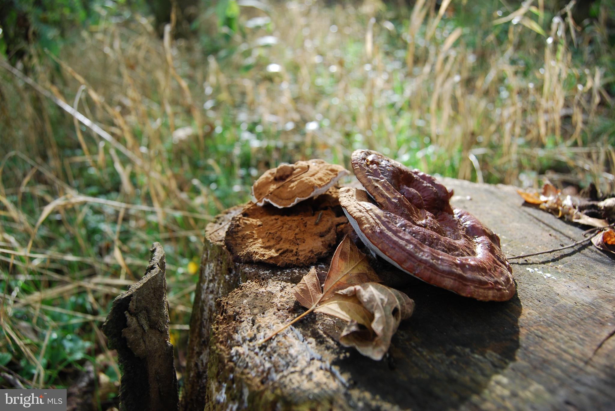 RUSSELL - Residential