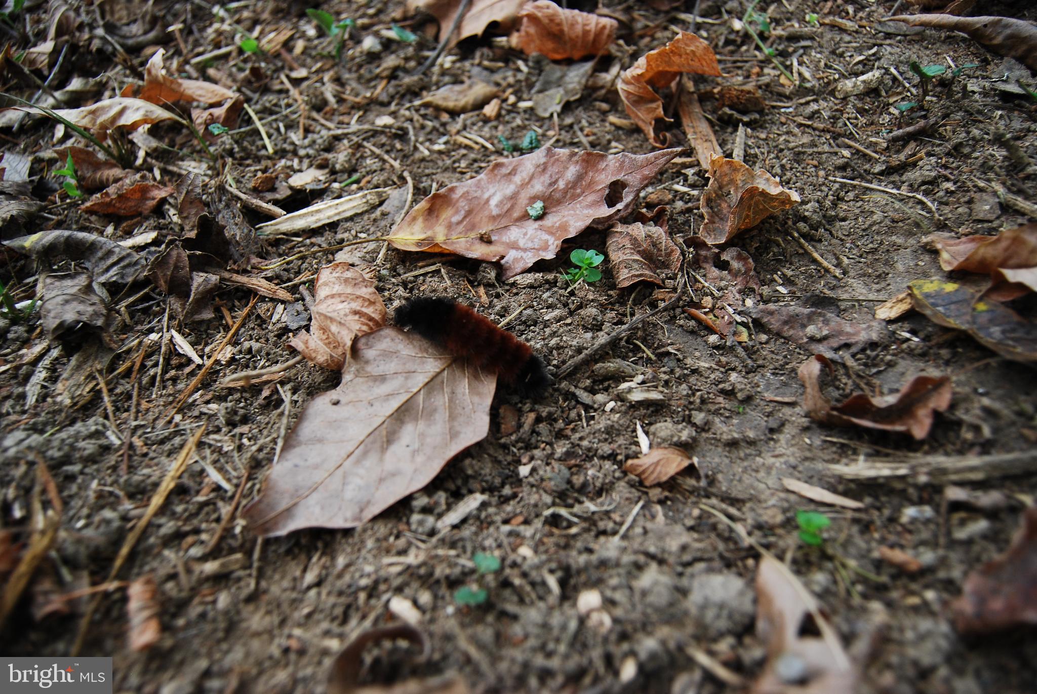 RUSSELL - Residential