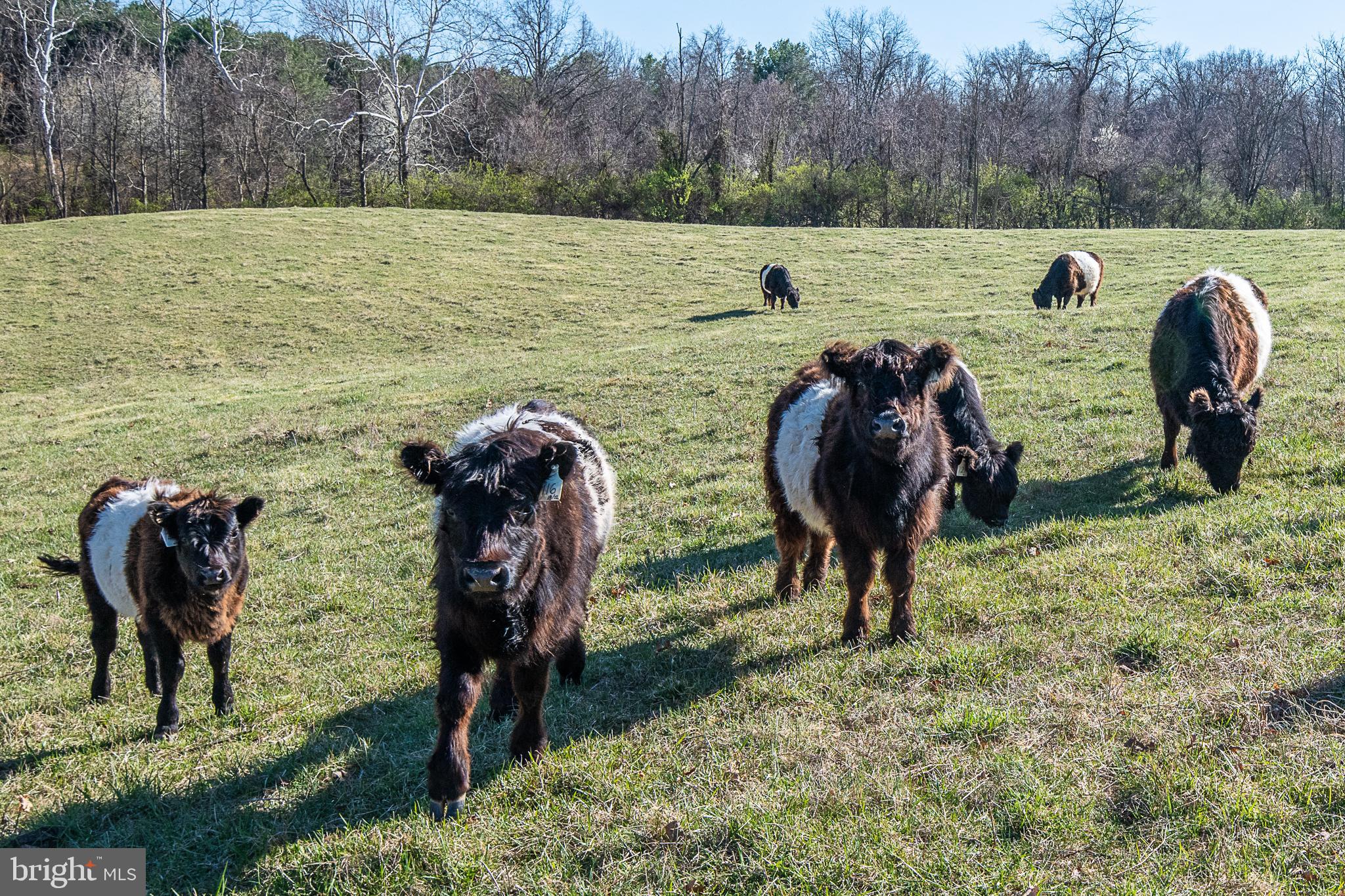 NONE AVAILABLE - Farm